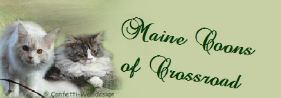 Maine Coons
           of Crossroad